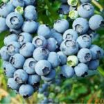 Blueberries