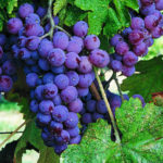 grape-vine-2
