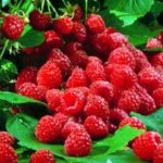 Raspberries